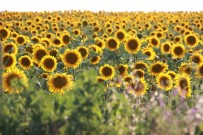 TİCARET BAKANLIĞI - Trakya Birlik Ayçiçeği Ön Alım Fiyatını Açıkladı