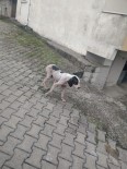 FILYOS - Uyuz Köpekler Köy Halkını Tedirgin Etti