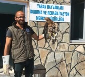 VAN YÜZÜNCÜ YıL ÜNIVERSITESI - Van'da Yaralı Kuşlar Tedavi Altına Alındı