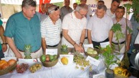 TROPİKAL MEYVE - Antalya'da İlk Tropikal Meyve Hasat Şenliği