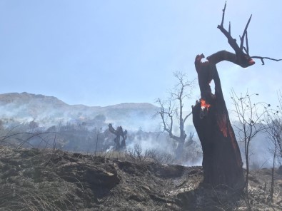 Beydağ'da Korkutan Orman Yangını