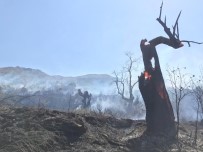 Beydağ'da Korkutan Orman Yangını Haberi