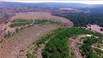 LİNYİT REZERVİ - Eski Maden Sahaları Milyonlarca Ağaçla Yeşile Büründü