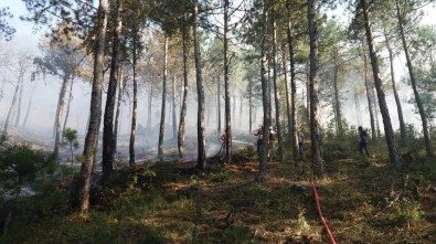 Uşak'ta Orman Yangını