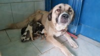 YAVRU KÖPEKLER - Yavru Köpekler Süt Annelerine Kavuştu