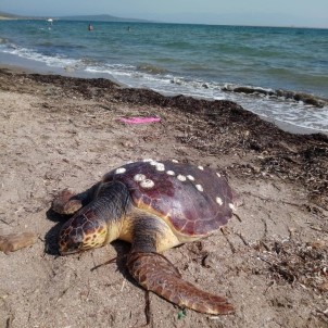 Ayvalık'ta Caretta Caretta Vahşeti