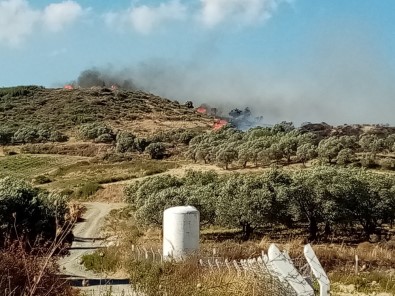 Hatay'da Bitki Örtüsü Ve Zeytinlik Yangını Çıktı