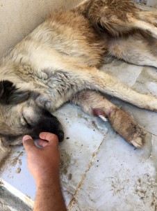 HDP'li Belediye Mardin'de Hayvanlara Dehşeti Yaşatmış