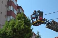 ADNAN MENDERES - Köpekten Korkan Kedi 15 Saat Ağaçta Mahsur Kaldı