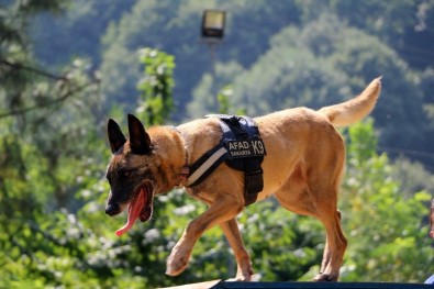 (Özel) Altın Burunlu Köpekler AFAD'da Yetişiyor