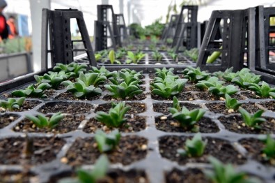 Başkent'e İthal Ağaç Girmeyecek, İsraf Son Bulacak