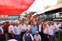 BAŞPEHLİVAN - Çardak Yağlı Pehlivan Güreşlerinde Başpehlivan Tanju Gemici Oldu