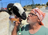 AÇIK ARTTIRMA - Çeşme'de Sakız Koyun Ve Koçlarının En Güzelleri Seçildi