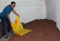 SERBEST PIYASA - Fındık Fiyatı Haftaya Düşüşle Başladı