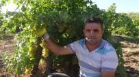 ZEYTİN YAĞI - Gercüş'te Organik Kuru Üzüm Mevsimi Başladı
