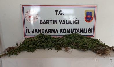 Bartın'da Hint Keneviri Operasyonu Açıklaması 2 Gözaltı