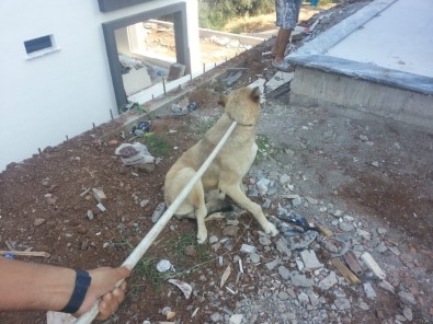 Burhaniye'de Havuza Düşen Köpeği İtfaiye Kurtardı