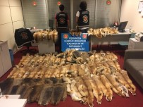 TİCARET BAKANLIĞI - Esenboğa Havalimanı'nda 350 Bin Liralık Kunduz Ve Tilki Postu Ele Geçirildi