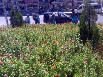 TAFLAN - Kilis'te Çiçeklendirme Çalışmaları