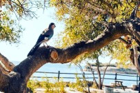 KıBRıS - Tavşanburnu Tabiat Parkı, Doğal Güzelliğiyle İlgi Çekiyor