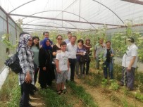 Alaşehir'de Bilinçli Tarım İçin Seracılık Kursu