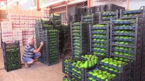 Antalya'dan Bulgaristan'a Avokado İhracatı
