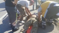 MUSTAFA TOPÇU - Bilecik'te Motosiklet Kazası; 1 Yaralı