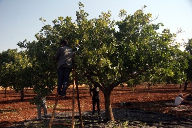 Kilis'te Antep Fıstığı Hasadı Başladı