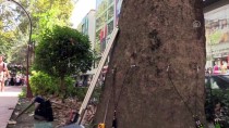ASIRLIK ÇINAR - Kocaeli'de Asırlık Çınar Ağaçların 'Röntgeni' Çekiliyor