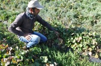 KELHASAN - Sason'da Hibeli Çilek Üretimi Sayesinde Tersine Göç Başladı