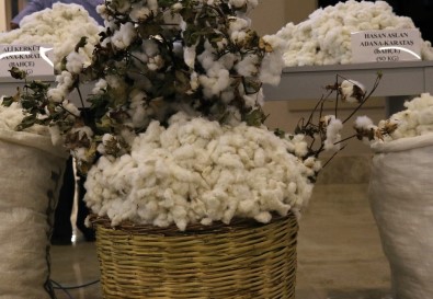 Sezonun İlk Kütlü Pamuğu 50 Liradan Satıldı