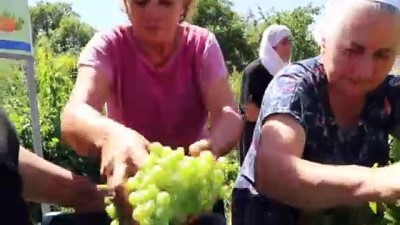 Şifalı Üzüm Suyu Kadınların Elinde Hayat Buldu