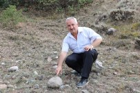 Sivas'ta 55 Milyon Yıllık Deniz Canlısı Fosili Bulundu