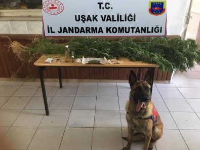 Uşak'ta Uyuşturucu Operasyonu