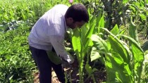 MEHMET DEMIRCI - Adıyaman Tütününde Rekolte Beklentisi Yüksek