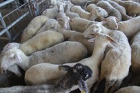 KEÇİ - Afyonkarahisar Küçükbaş Hayvan Sayısında Ege'de 1'İnci Sırada