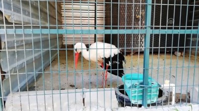 Bitkin Düşen 'Macaristanlı Leylek' Koruma Altına Alındı