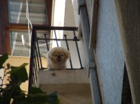 Demir Korkuluklara Sıkışan Sevimli Köpeği İtfaiye Kurtardı