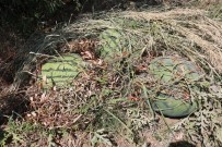 ET BALIK KURUMU - Diyarbakır Karpuzu Görücüye Çıkmaya Hazır