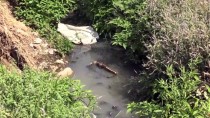 Hassa'da Su Kanalına Akan Lağım Ve Kanalizasyona Tepki Haberi