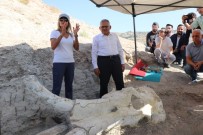 YAMULA BARAJı - Kayseri'de 7 Buçuk Milyon Yıllık 'Choerolophodon' Fosili Bulundu