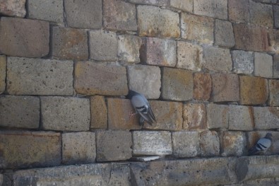 Kervansaray Duvarına Sıkışan Güvercin Kurtarıldı