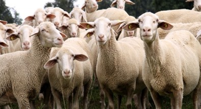 Kütahya'da Küçükbaş Hayvan Sayısı 483 Bin 676
