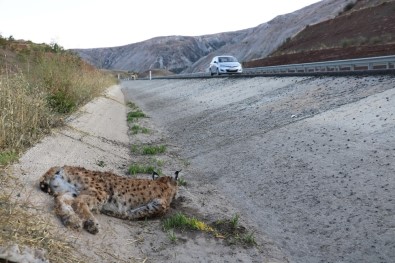 Sivas'ta Koruma Altındaki Vaşağa Otomobil Çarptı