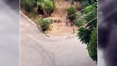 Yaban Domuzu Sürüsünü Elleriyle Besliyor