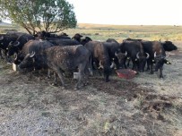 HAKKARI VALILIĞI - Yüksekova'da Manda Dağıtımı