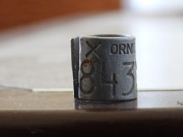 34 Yaşındaki Dünyanın En İhtiyar Leyleği Elektrik Tellerinde Can Verdi