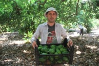 GÜRCISTAN - Alanya'da Hasadı Başlanan Avokadoda Hedef 50 Milyon Adet