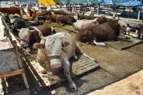 İZMIR VALILIĞI - Aliağa'da Kurban Kesim Yerleri Belirlendi