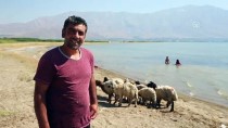 VAN GÖLÜ - Çocukları Ve Kuzularıyla Van Gölü'nde Serinledi